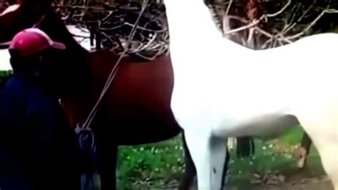 Caballo Caliente Cualeando Con Su Linda Yegua Video Item Preview play8?>> remove-circle Share or Embed This Item. Share to Twitter. Share to Facebook. Share to Reddit. Share to Tumblr. Share to Pinterest. Share to Popcorn Maker. Share via email. EMBED. EMBED (for wordpress ...